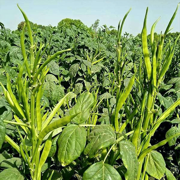     			Vedhahi Cluster Beans Vegetable ( 20 Seeds )