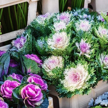     			Vedhahi Flowering Kale Flower ( 20 Seeds )