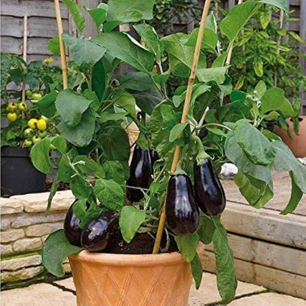     			Vedhahi Organic Black Brinjal Vegetable ( 20 Seeds )
