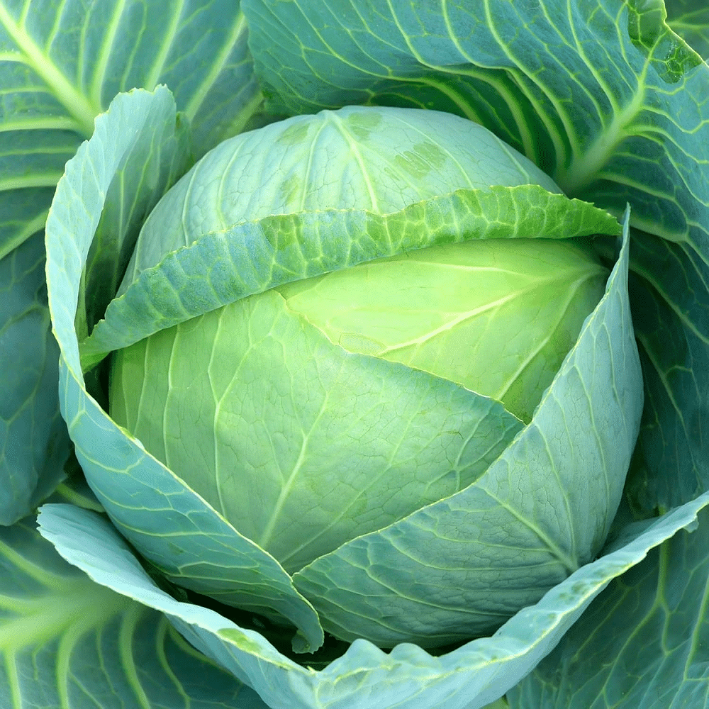     			Vedhahi Organic Chinese Cabbage Vegetable ( 10 Seeds )
