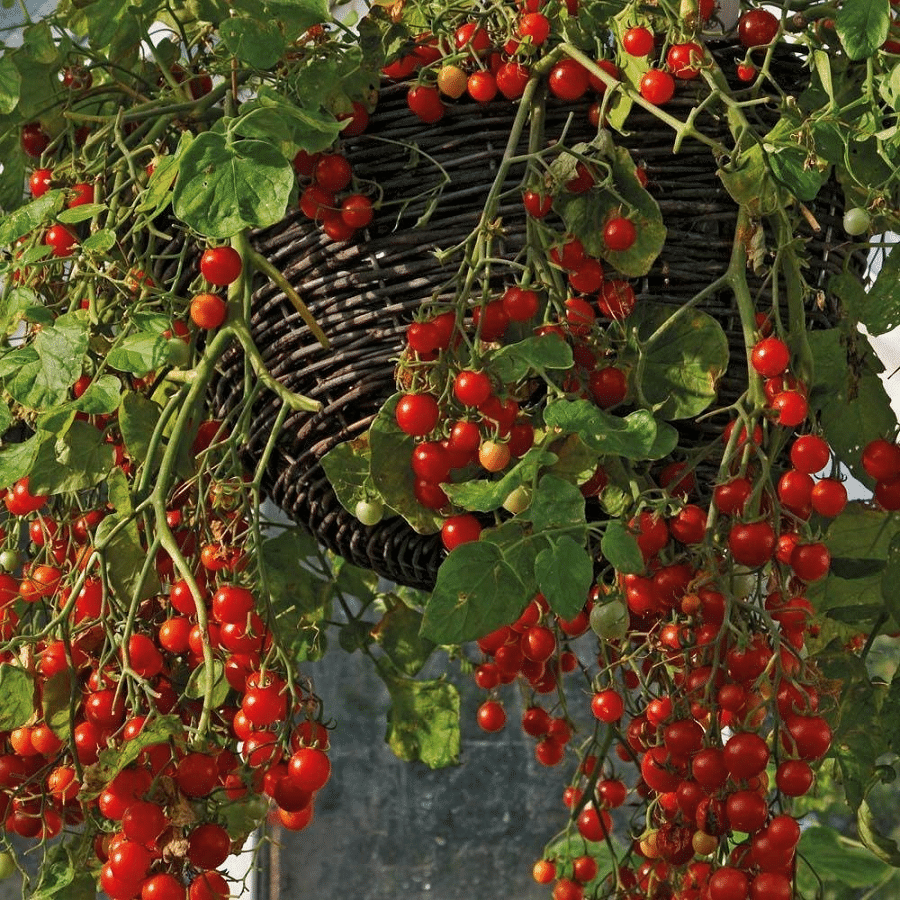     			Vedhahi Organic Red Cherry Tomato Vegetable ( 70 Seeds )