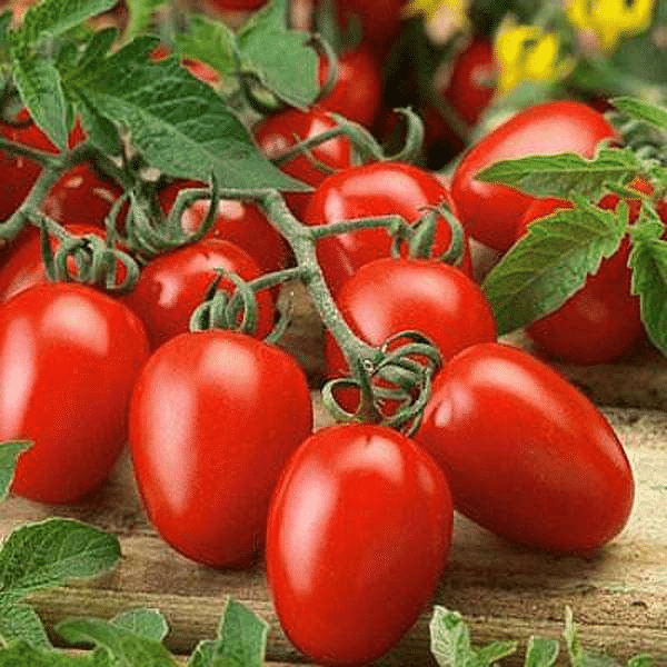     			Vedhahi Organic Tomato Vegetable ( 20 Seeds )