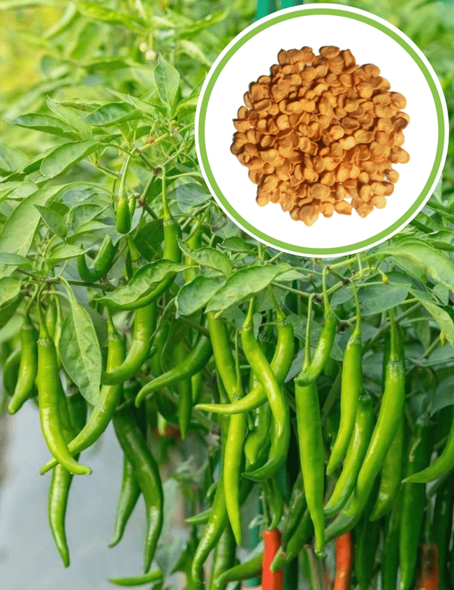     			Vedhahi Red chilli Vegetable ( 200 Seeds )