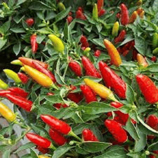    			Vedhahi Red chilli Vegetable ( 50 Seeds )