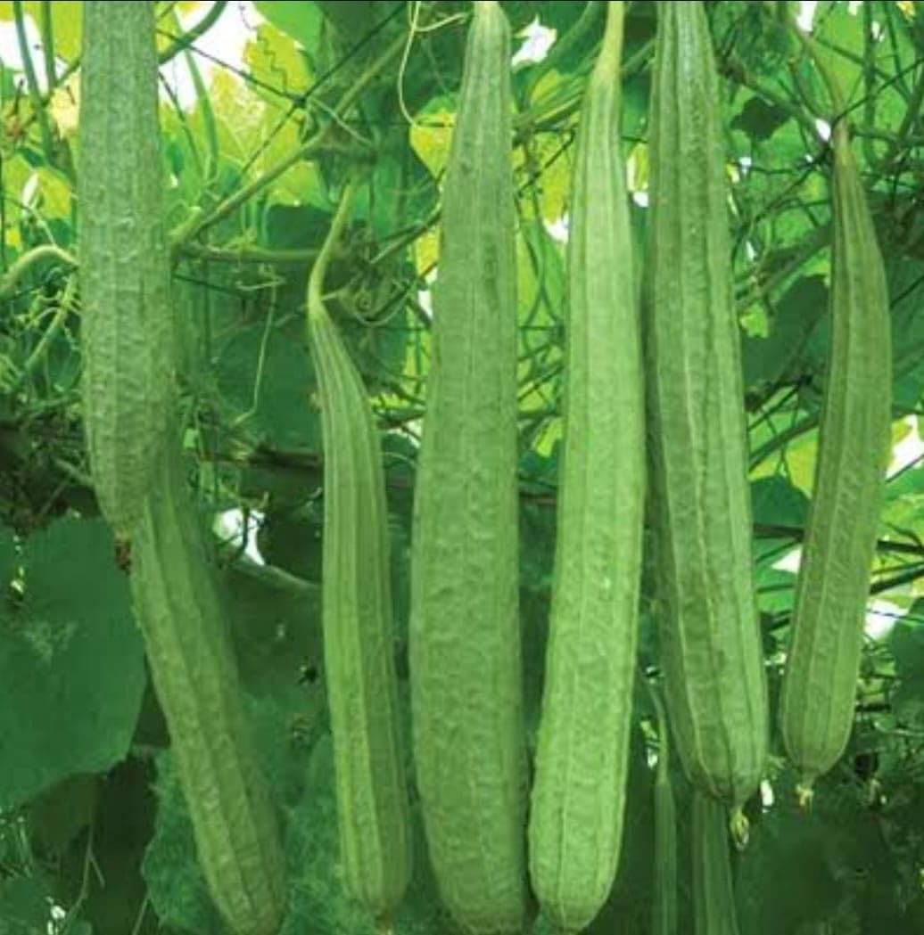     			Vedhahi Ridge Gourd (Toree) Vegetable ( 20 Seeds )
