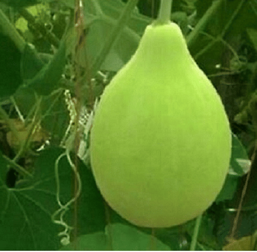     			Vedhahi Round Bottle Gourd Vegetable ( 10 Seeds )