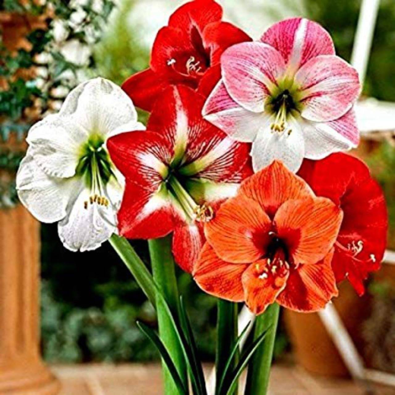 LiveNature Amaryllis Lily Flower Bulbs | Multicolor Flower Bulbs | Best for Home Garden & Terrace – Pack of 3 Bulbs LiveNature Amaryllis Lily Flower Bulbs | Multicolor Flower Bulbs | Best for Home Garden & Terrace – Pack of 3 Bulbs