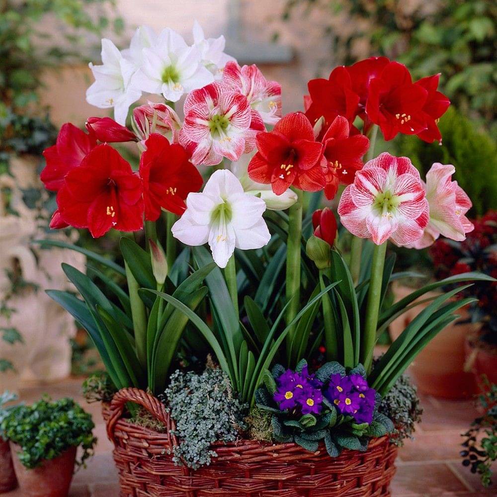 LiveNature Amaryllis Lily Bulbs | Indoor/Outdoor Lily Flower Bulbs | Best for Home Garden & Terrace – Pack of 3 Bulbs LiveNature Amaryllis Lily Bulbs | Indoor/Outdoor Lily Flower Bulbs | Best for Home Garden & Terrace – Pack of 3 Bulbs