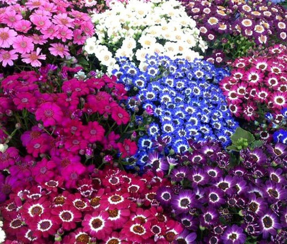     			LiveNature Cineraria Mixed Flower Seeds | Winter Outdoor Flower Plant Seeds | Best For Home Garden & Terrace – 100 Seeds