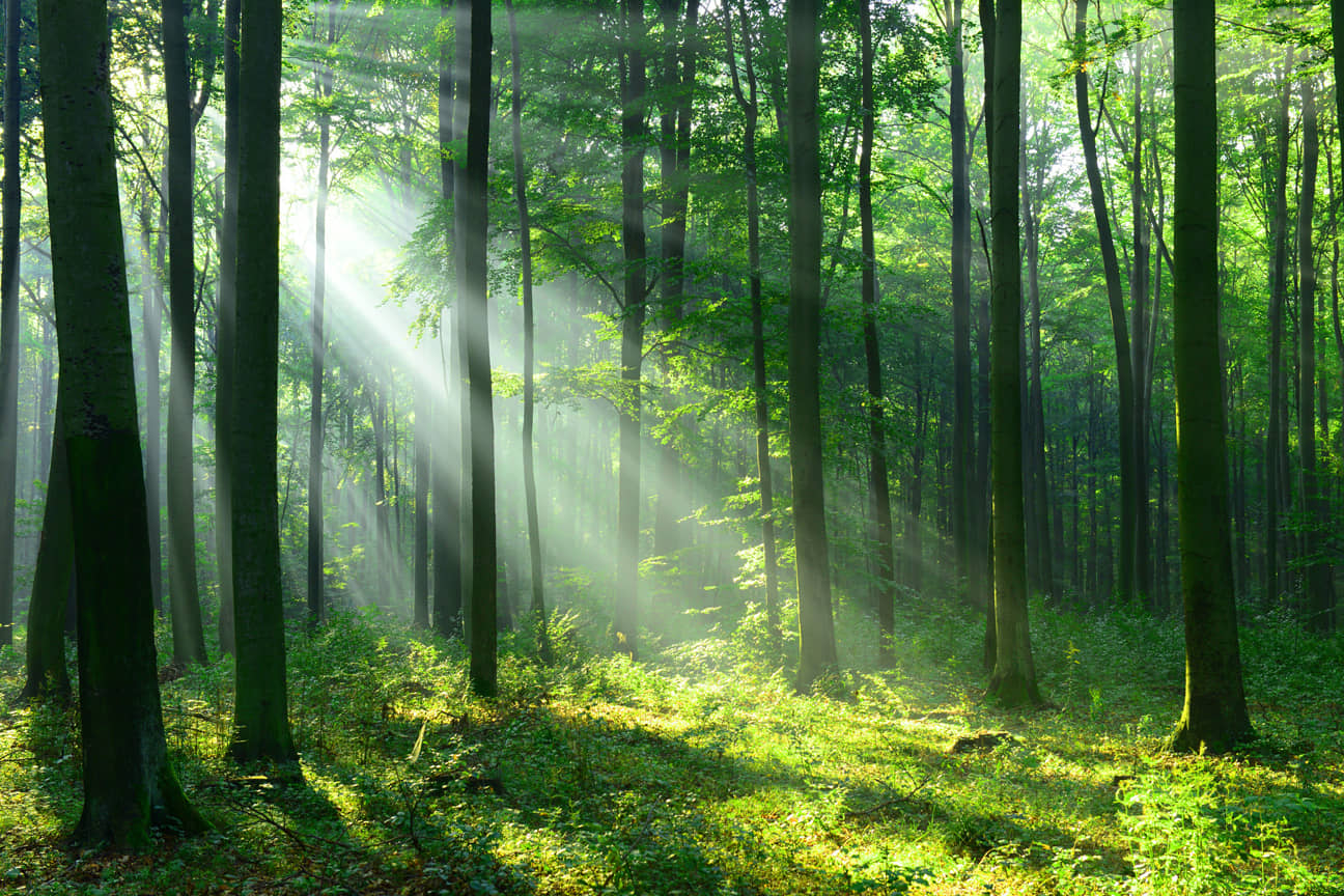 Manas Nature Wallpaper ( 60 x 90 ) cm ( Pack of 1 )