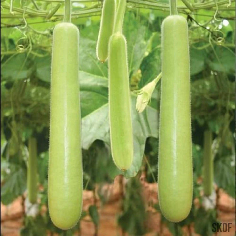     			LiveNature Bottle Gourd Vegetable ( 50 Seeds )