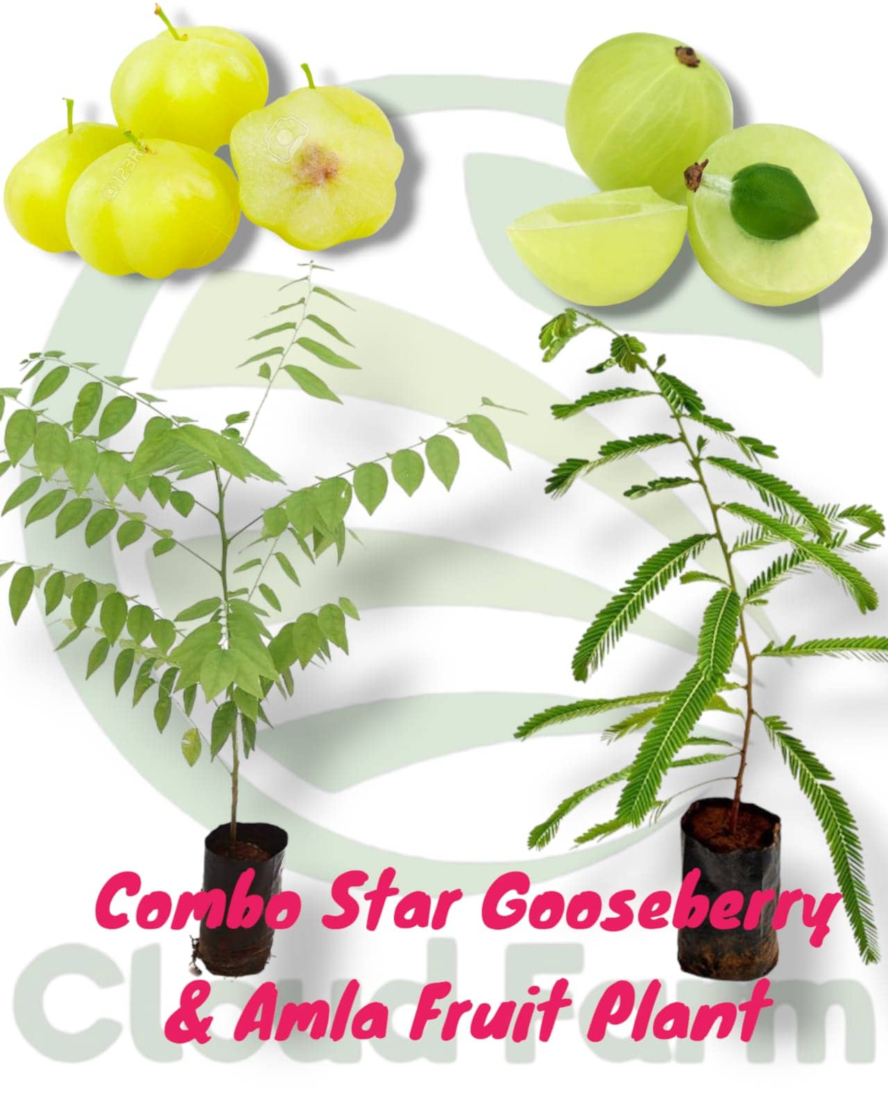 Cloud Farm Outdoor Fruit Plant ( Pack of 2 )