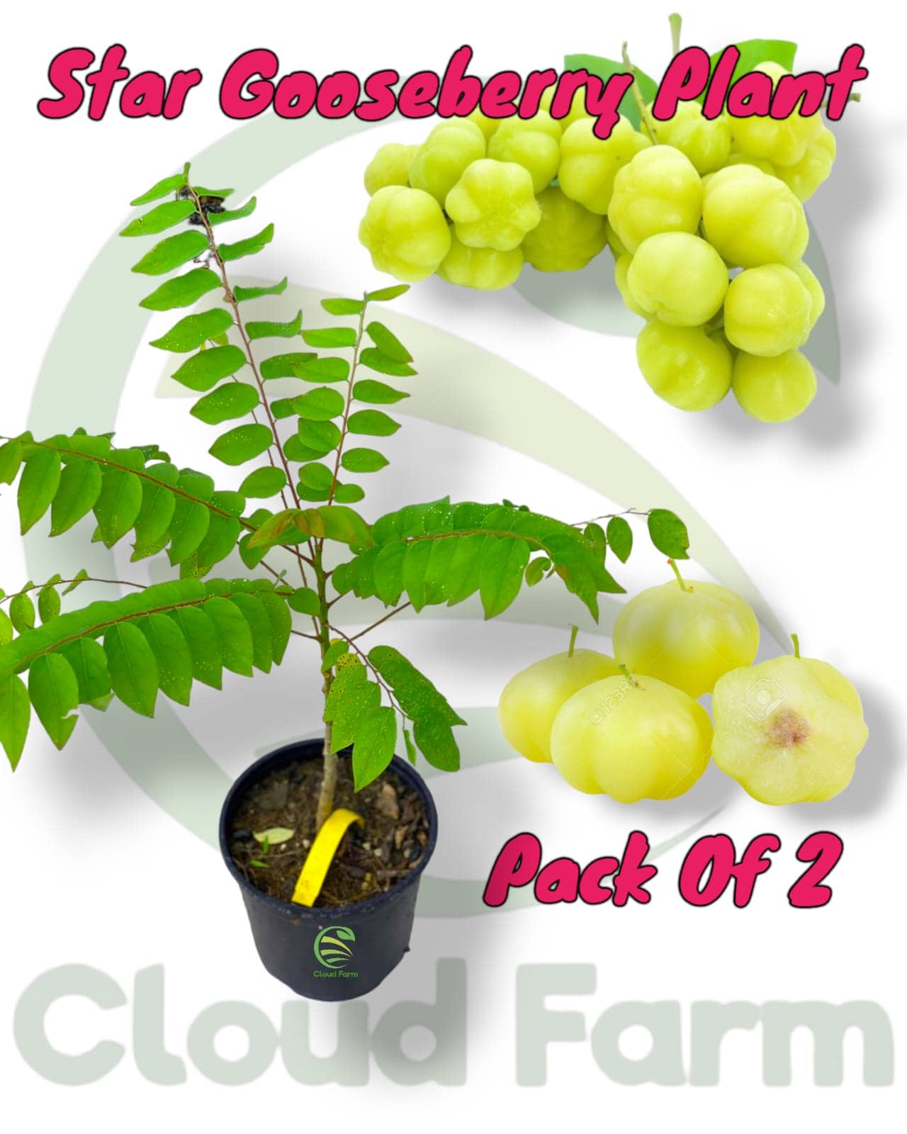 Cloud Farm Outdoor Fruit Plant ( Pack of 2 )