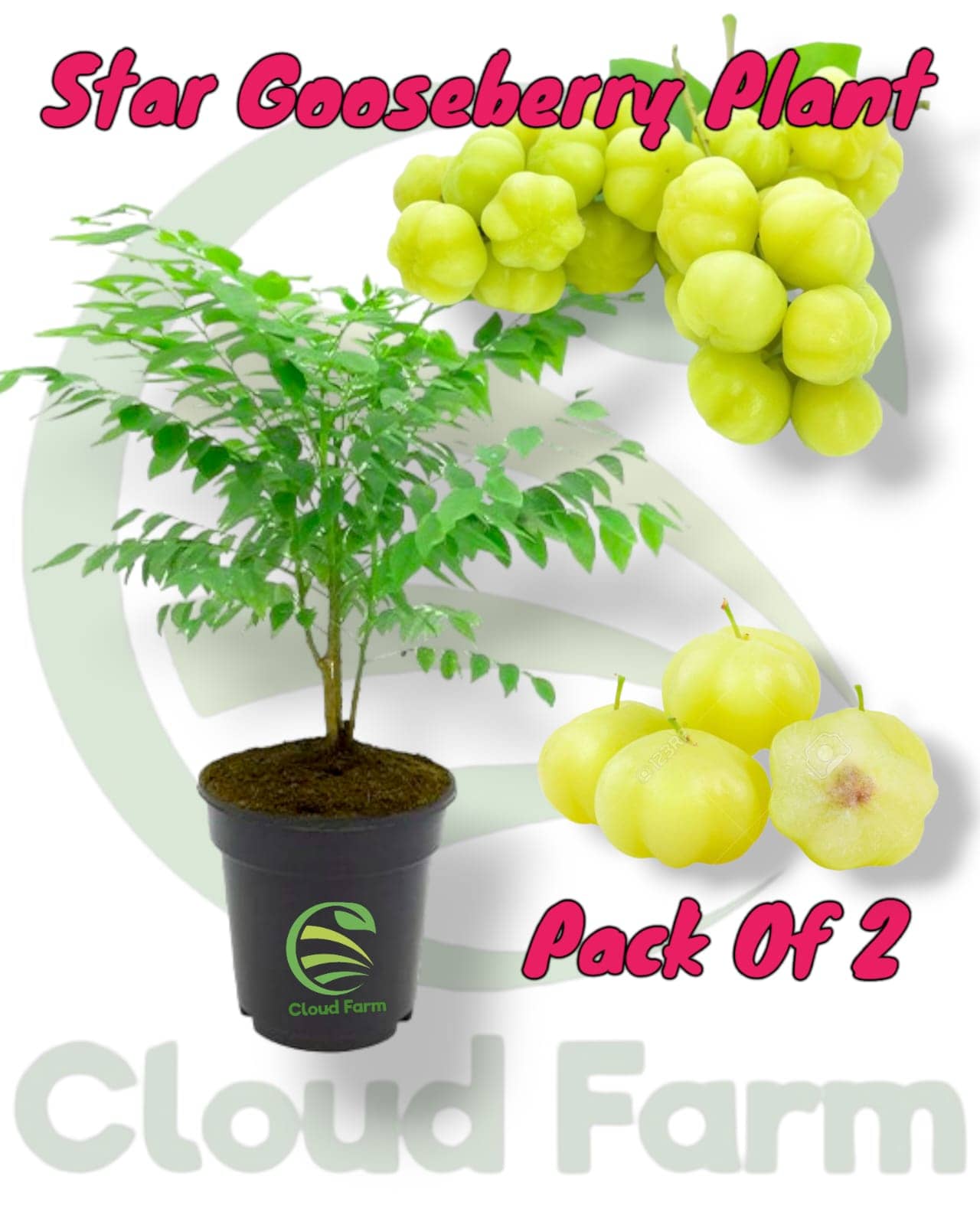 Cloud Farm Outdoor Fruit Plant ( Pack of 2 )