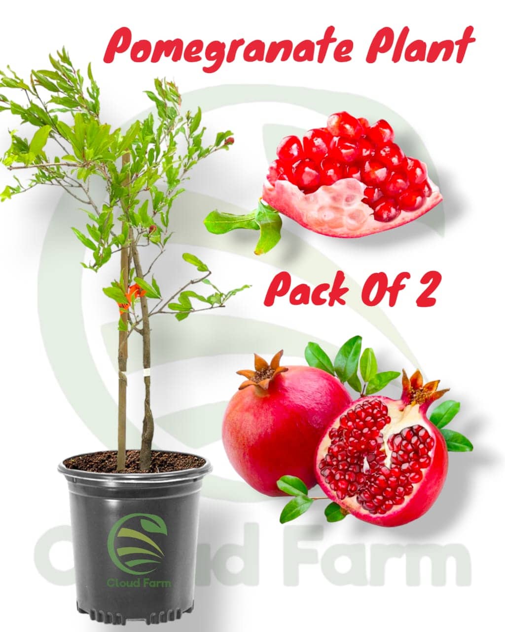 Cloud Farm Outdoor Fruit Plant ( Pack of 2 )