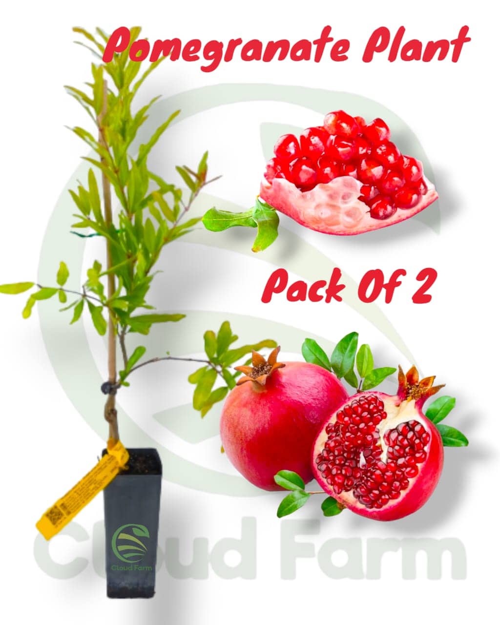 Cloud Farm Outdoor Fruit Plant ( Pack of 2 )