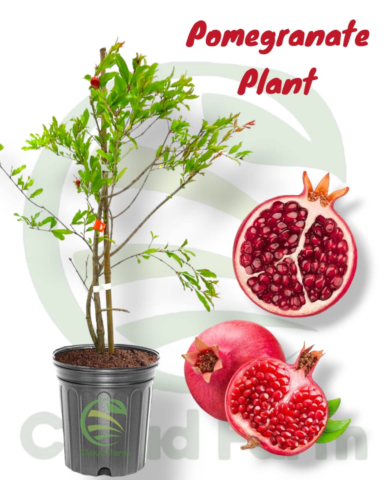 Cloud Farm Outdoor Fruit Plant ( Pack of 1 )