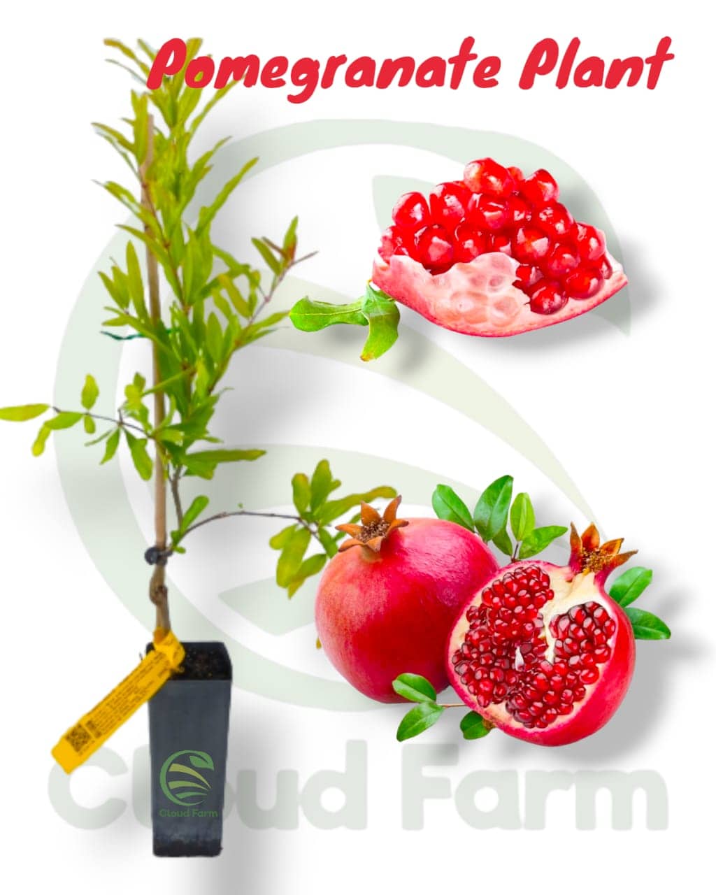 Cloud Farm Outdoor Fruit Plant ( Pack of 1 )