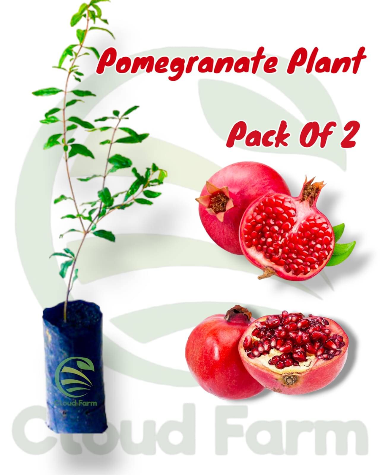 Cloud Farm Outdoor Fruit Plant ( Pack of 2 ) Cloud Farm Outdoor Fruit Plant ( Pack of 2 )