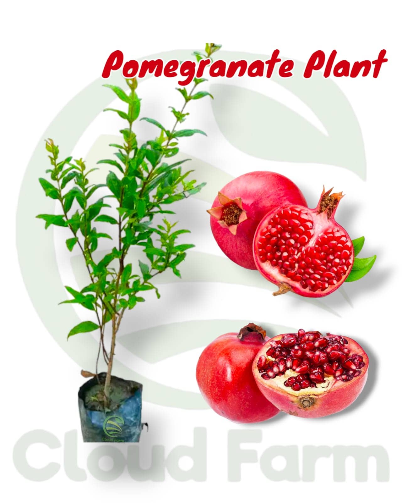 Cloud Farm Outdoor Fruit Plant ( Pack of 1 )