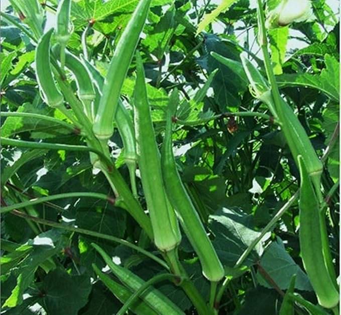 LiveNature Desi Bhindi Seeds | Ladies Finger Seeds | Vegetable Plant Seeds For Home Garden & Terrace – Pack of 100 Seeds LiveNature Desi Bhindi Seeds | Ladies Finger Seeds | Vegetable Plant Seeds For Home Garden & Terrace – Pack of 100 Seeds