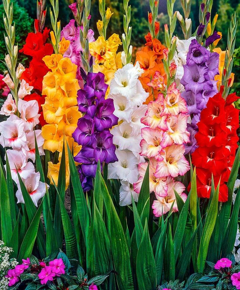    			Plantogallery Sword Lily Flower ( 10 Seeds )