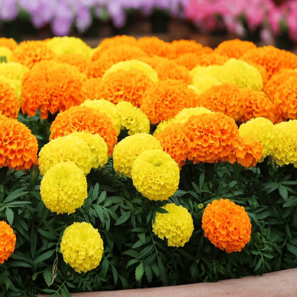 PARTHVA SEEDS African Marigold Flower ( 50 Seeds )
