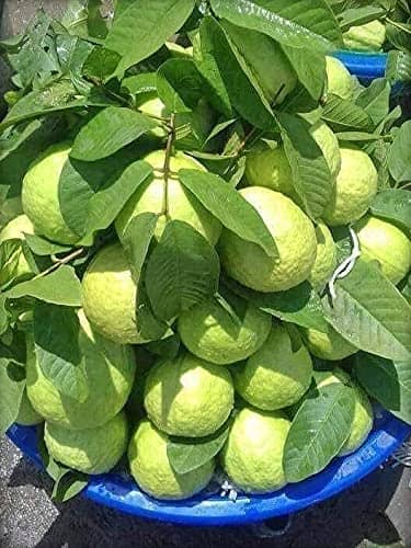 Cloud Farm Outdoor Fruit Plant ( Pack of 1 )