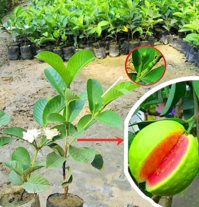     			Cloud Farm Outdoor Fruit Plant ( Pack of 1 )