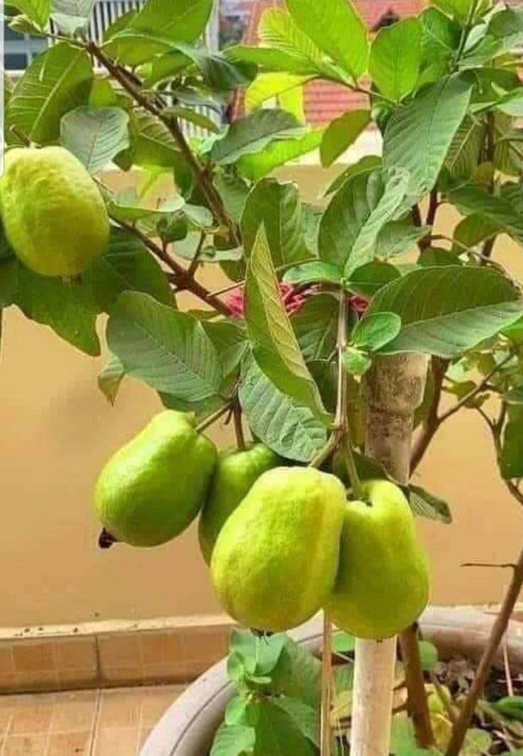 Cloud Farm Outdoor Fruit Plant ( Pack of 1 )