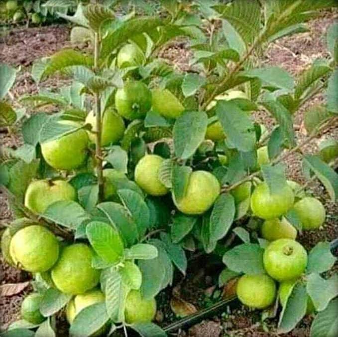 Cloud Farm Outdoor Fruit Plant ( Pack of 1 )