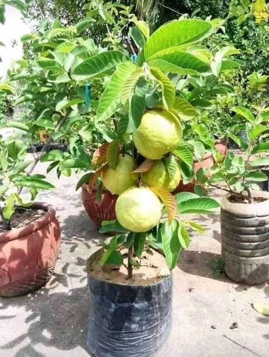 Cloud Farm Outdoor Fruit Plant ( Pack of 1 )