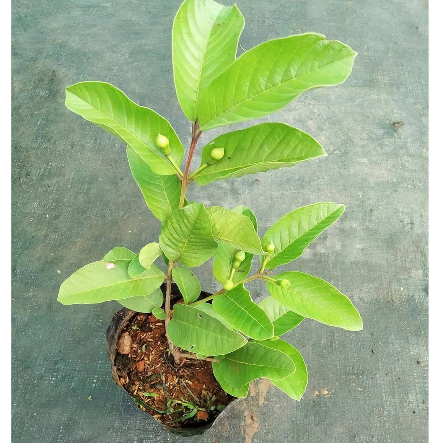 Cloud Farm Outdoor Fruit Plant ( Pack of 1 )