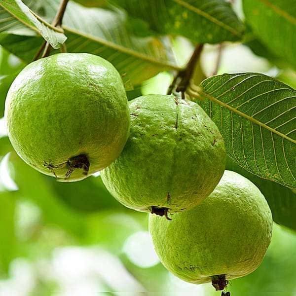Cloud Farm Outdoor Fruit Plant ( Pack of 1 )