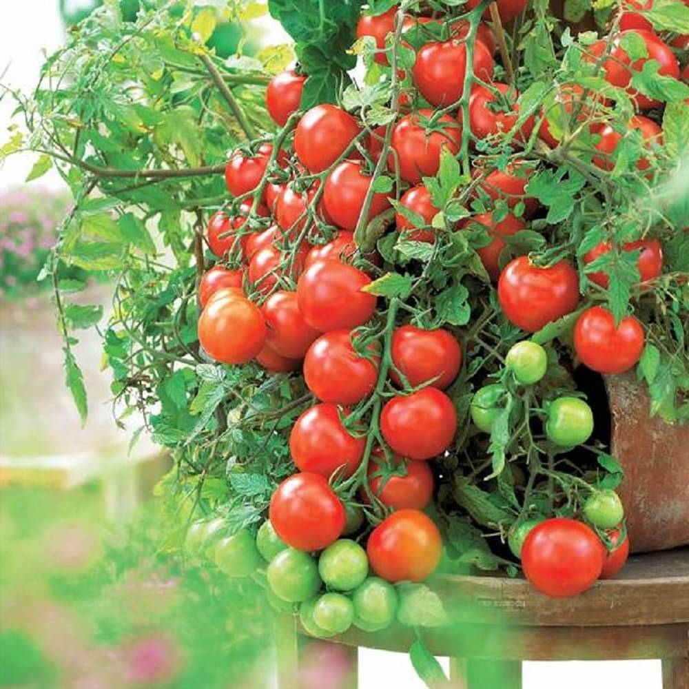 Red Cherry Tomato (Cheree Tamatar ke beej) Vegetable Seeds Pack Of 50 | Organic | for Planting in Home Kitchen Terrace Balcony Gardening Red Cherry Tomato (Cheree Tamatar ke beej) Vegetable Seeds Pack Of 50 | Organic | for Planting in Home Kitchen Terrace Balcony Gardening