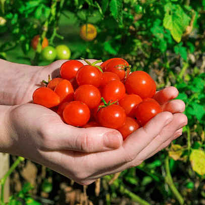 Jignisha Seeds Hybrid Red Cherry Tomato Vegetable ( 50 Seeds ) Jignisha Seeds Hybrid Red Cherry Tomato Vegetable ( 50 Seeds )