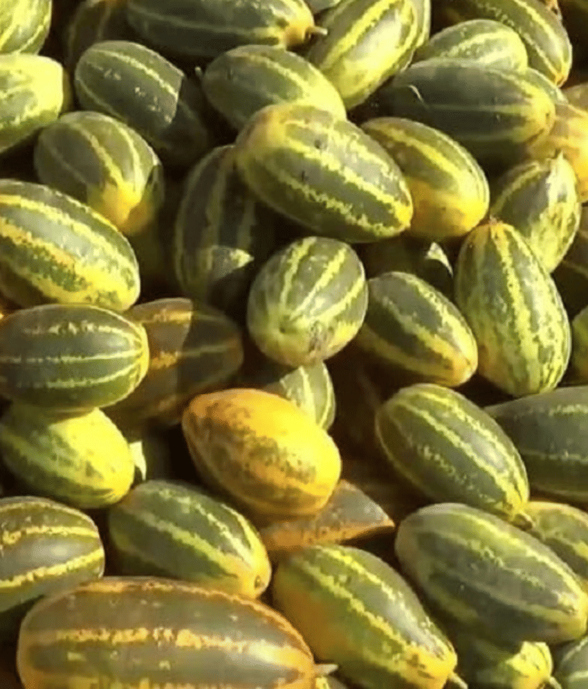 Jignisha Seeds Khira Vegetable ( 30 Seeds )