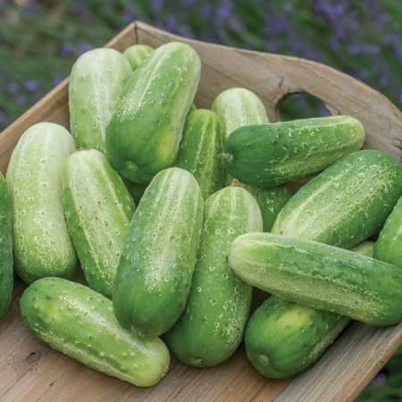 Jignisha Seeds Khira Vegetable ( 50 Seeds )
