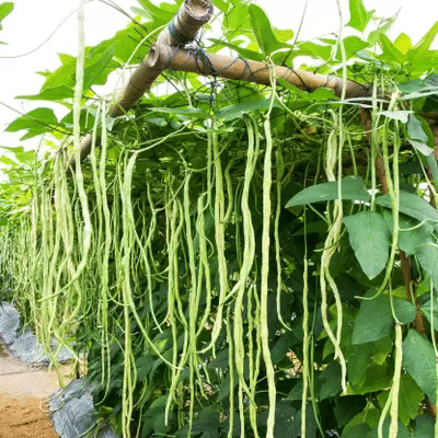 Jignisha Seeds Organic Cowpea Vegetable ( 50 Seeds ) Jignisha Seeds Organic Cowpea Vegetable ( 50 Seeds )