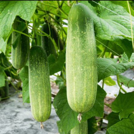 Jignisha Seeds Organic Kakdi Vegetable ( 50 Seeds ) Jignisha Seeds Organic Kakdi Vegetable ( 50 Seeds )