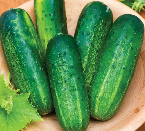 Jignisha Seeds Organic Khira Vegetable ( 50 Seeds )