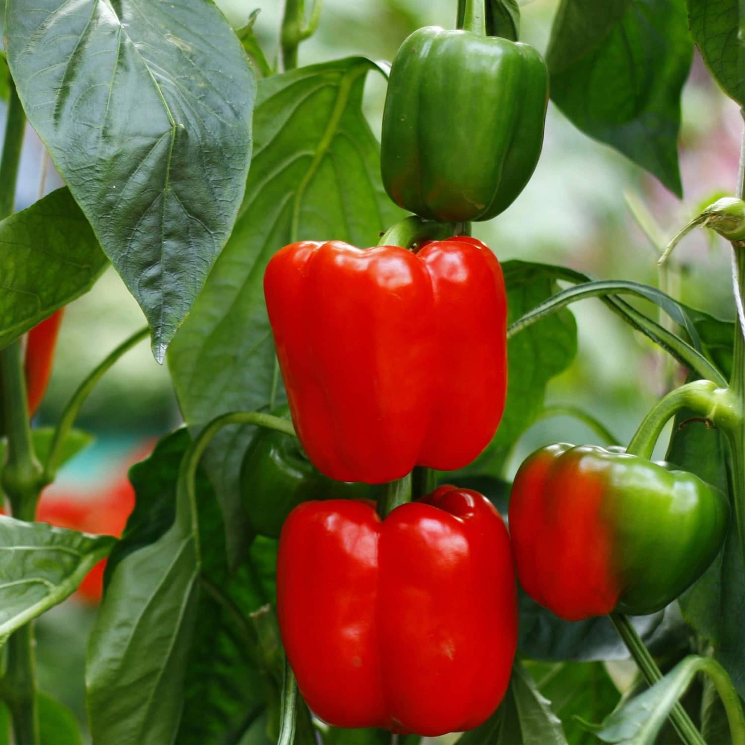 Jignisha Seeds Organic Mirchi Vegetable ( 50 Seeds )     			Jignisha Seeds Organic Mirchi Vegetable ( 50 Seeds )