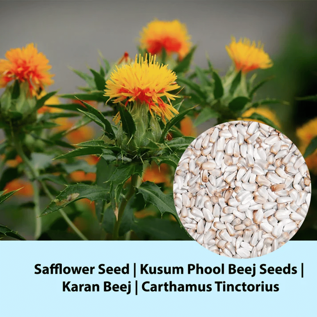     			Kusum 10 Premium Seeds