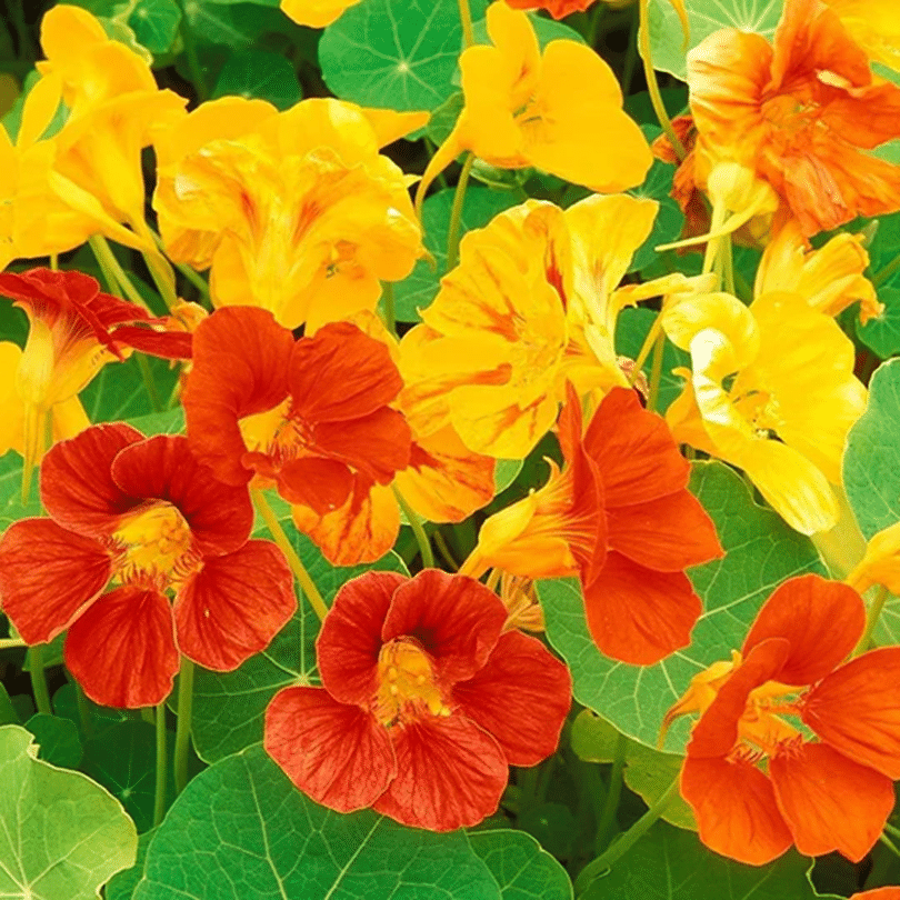     			Nasturtium 10 Premium Seeds