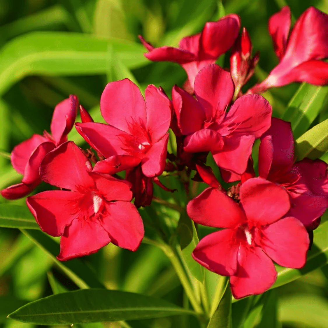     			Red Kaner 10 Premium Seeds