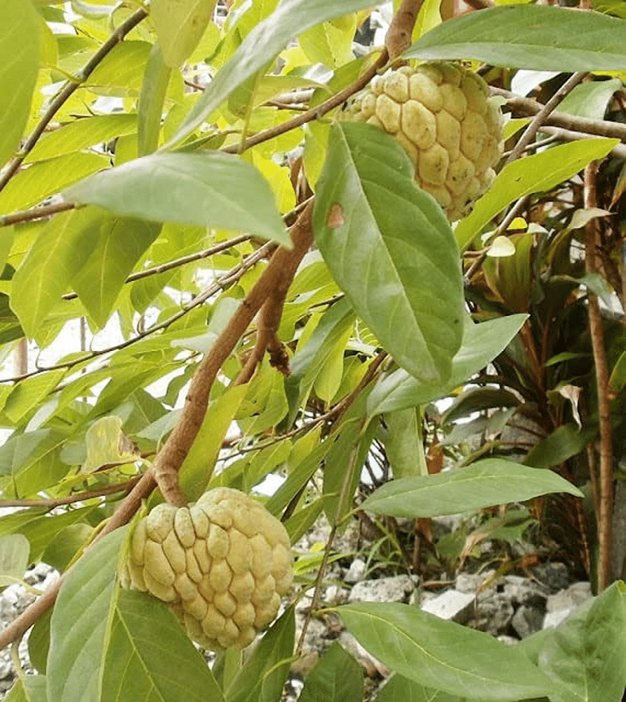     			Vedhahi Apple Fruit ( 40 Seeds )