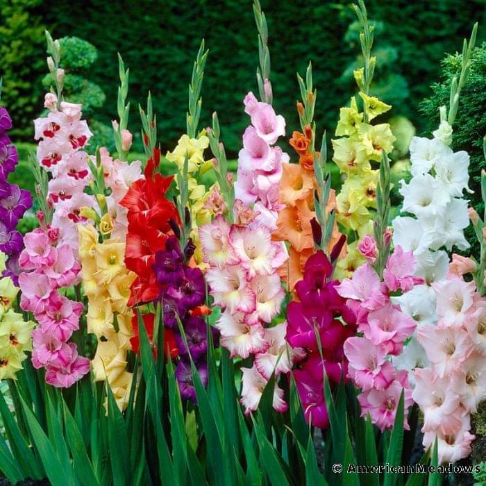     			LiveNature Gladiolus Mixed Flower ( 4 Seeds )
