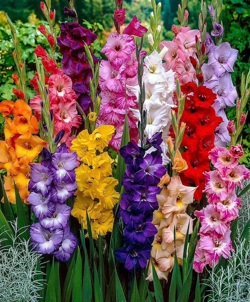     			LiveNature Gladiolus Mixed Flower ( 6 Seeds )