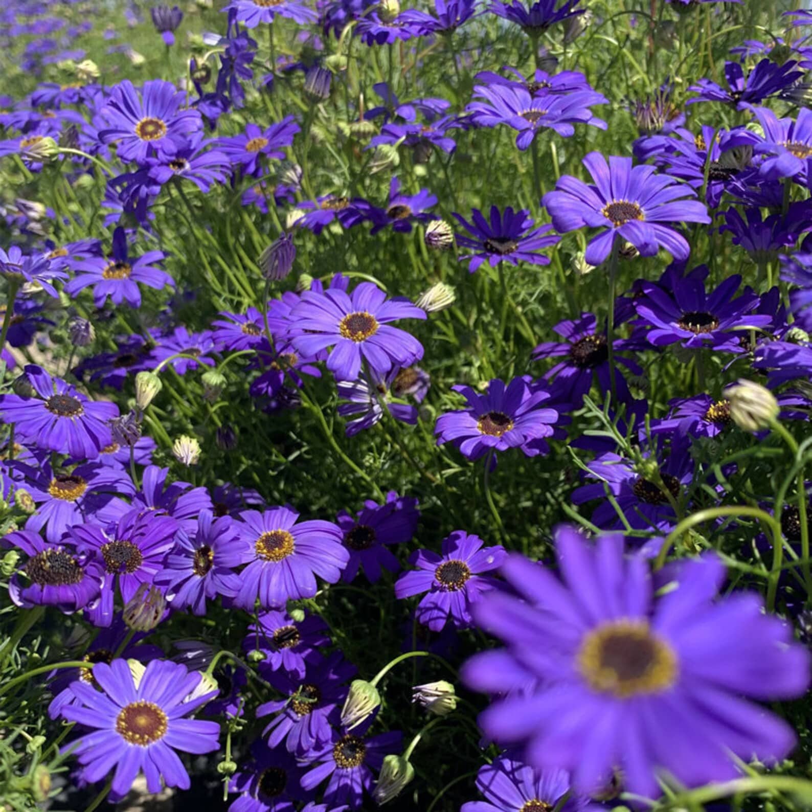 Brachyscome 30 Premium Seeds