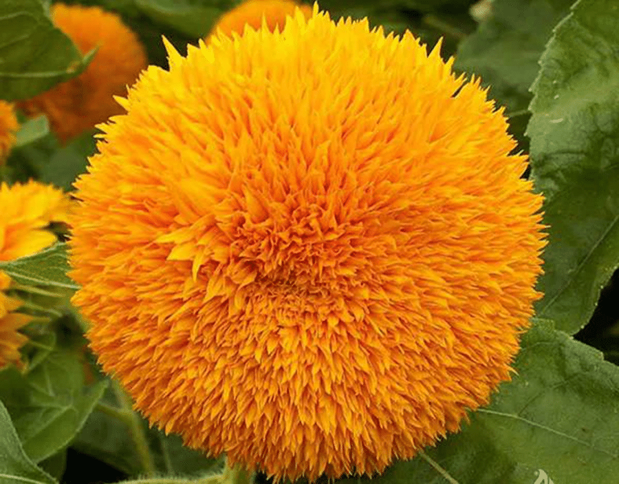     			Sun Gold 10 Premium Seeds
